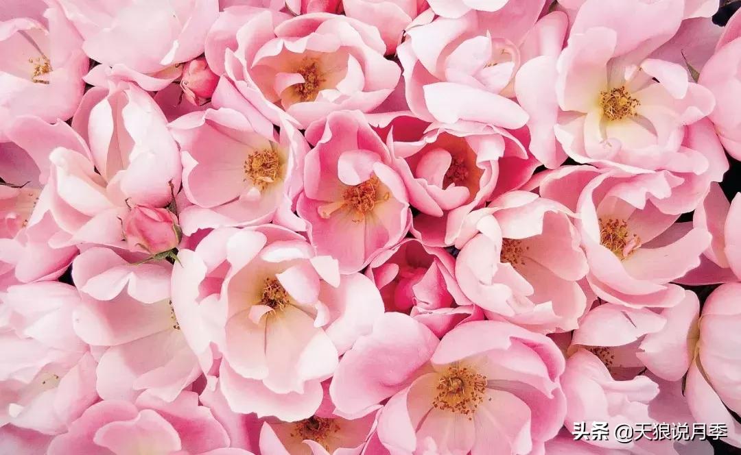 抗病性好的月季推荐,哪些月季品种抗病强