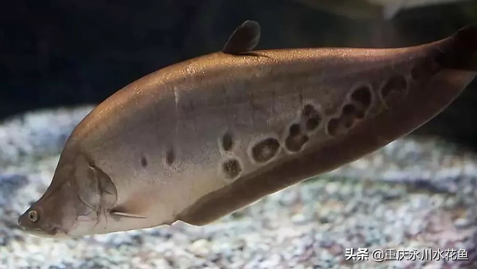 十种最漂亮的观赏鱼视频播放,观赏鱼60条