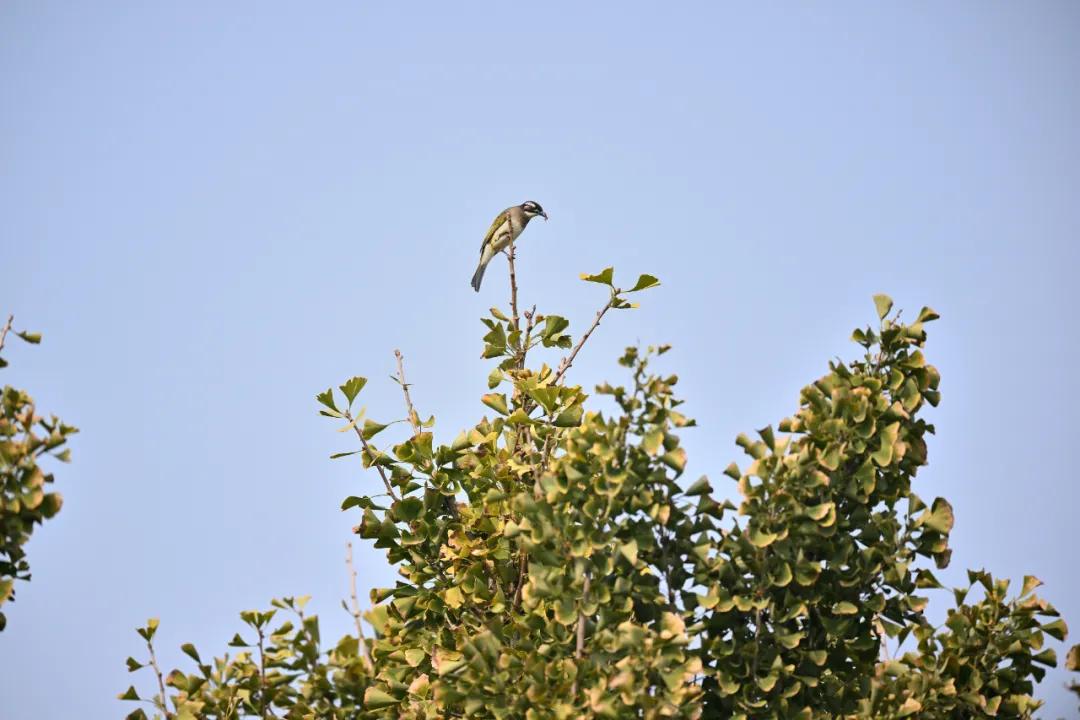 无机械快门的相机,尼康z卡口全画幅相机镜头推荐