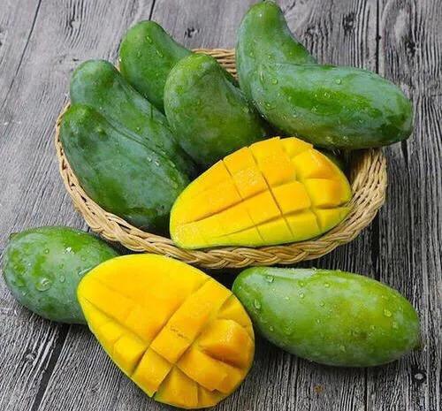 芒果品种西施芒,芒果品种四季蜜芒