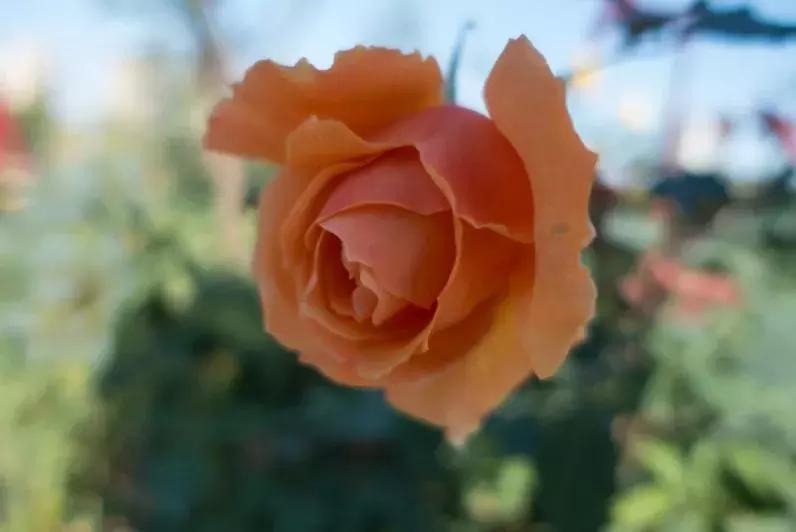 深圳5月哪里有花海看,深圳五一哪里可以看花海