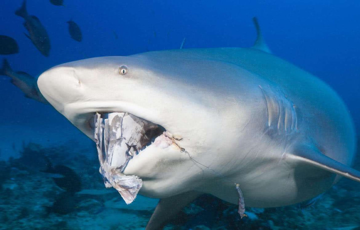 八种你没听说过的珍稀鲨鱼,鲨鱼身上不为人知的五个秘密