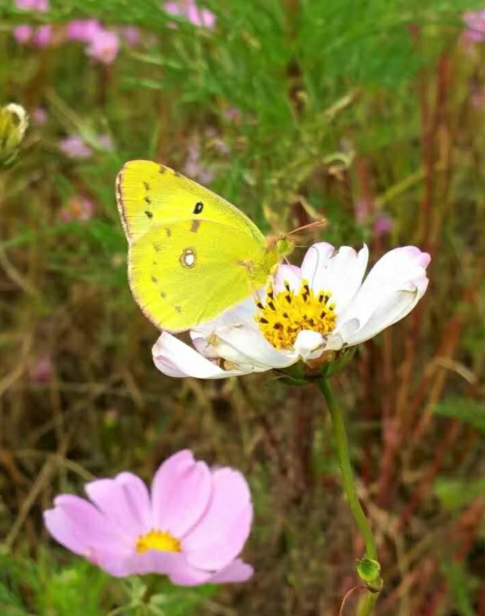 大连铭湖牧场一日游攻略,大连铭湖牧场观光图片