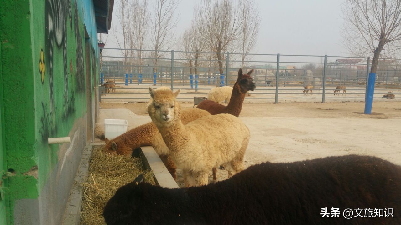 山东德州动植物园旅游区,德州市动植物园视频