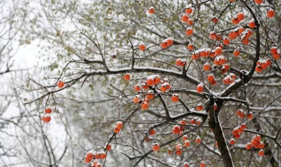 大雪天的柿子,大雪天的富平柿子树