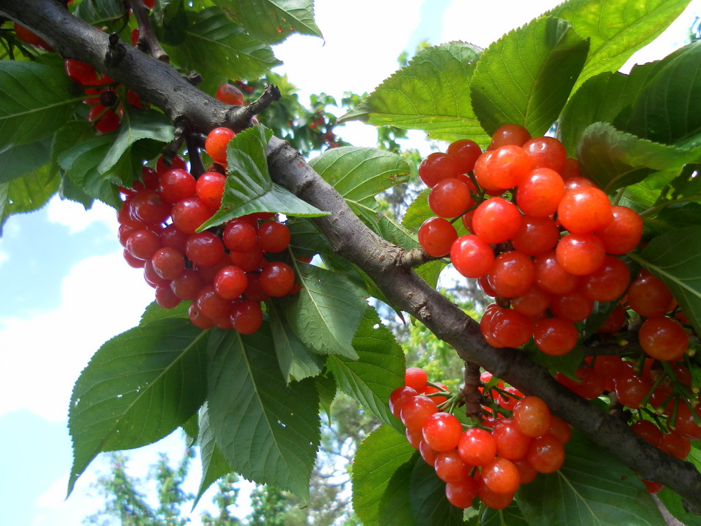 大棚种植樱桃如何规避裂果烂果，勤观察细管理一招可以解决