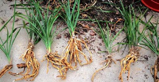 每日一品花卉,每日一品中国兰花春兰