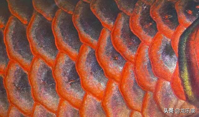 龙鱼养鱼知识大全,龙鱼拒食的解决方法