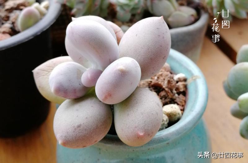 多肉底下叶片发皱浇水后还是一样,多肉叶片干瘪发皱浇水后也不恢复