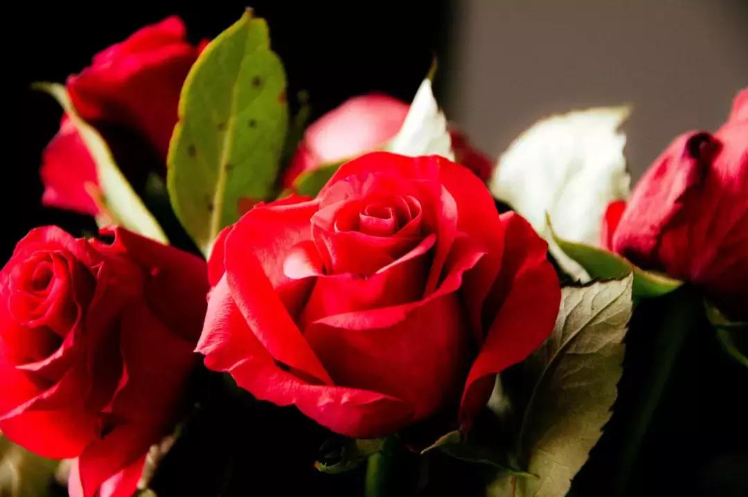 玫瑰痤疮治疗指南文件,玫瑰痤疮快速消除小妙招