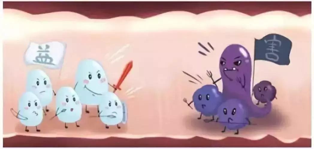 益生菌与真菌,益生菌与幽门螺杆菌