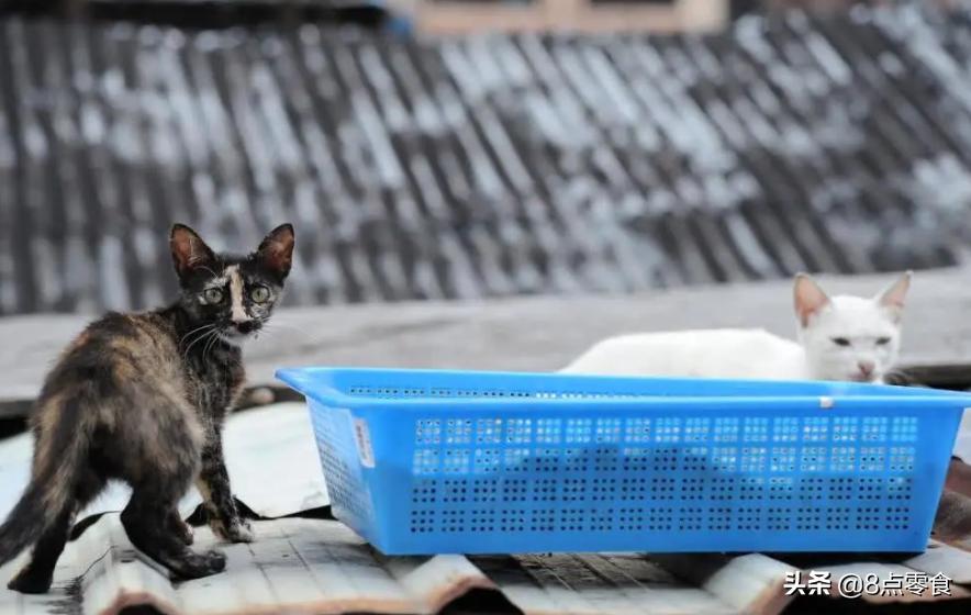 新手养猫指南猫粮应该怎么选,养猫的心得和建议