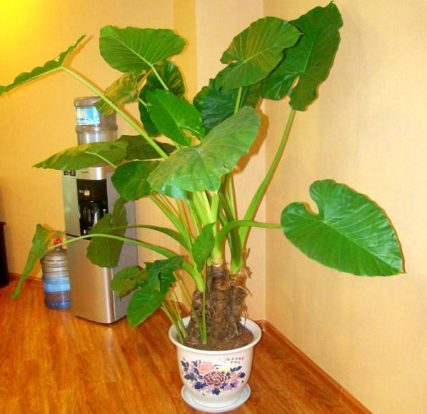 养花新手都可以养爆盆的室内植物,适合室内水养养不死的大型绿植