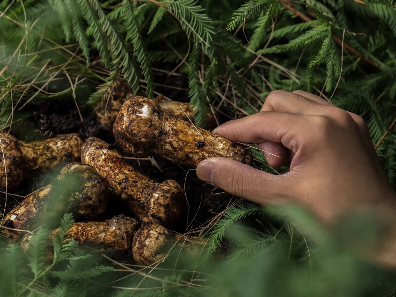 松茸和姬松茸区分,松茸与姬松茸鉴别