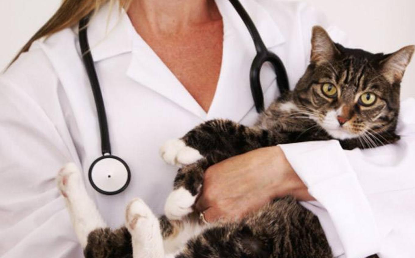 科普关于宠物绝育的那些事下篇,揭秘猫咪绝育费用