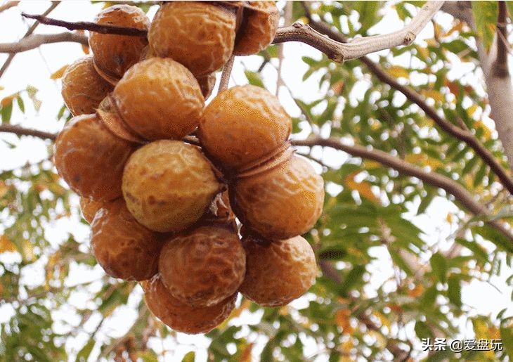 哪种菩提能盘玩时间最久,最值得玩的三种菩提