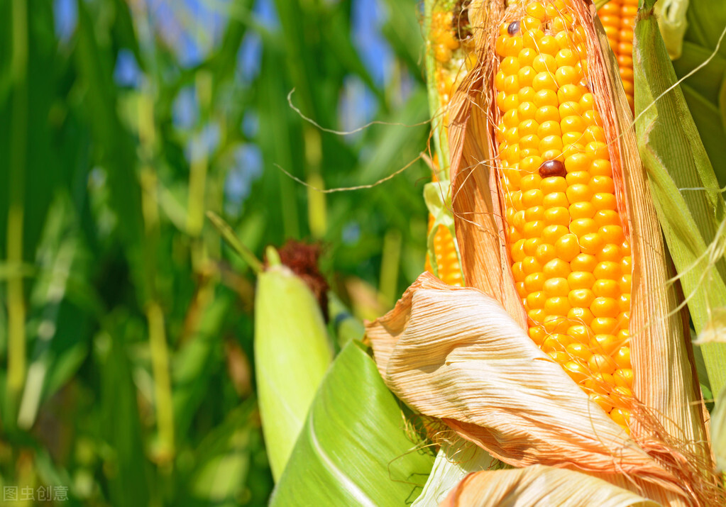 锈病防治的最佳方法,锈病防治药剂是什么
