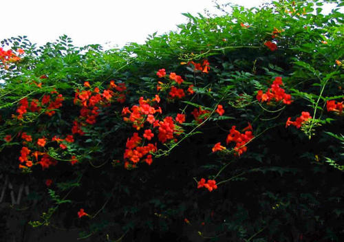 100种漂亮的夏花图片,30种夏花图片大全