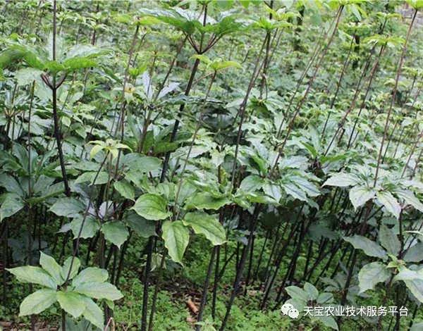 贵州道地药材最稀有野生名贵药材,道地药材有什么品种