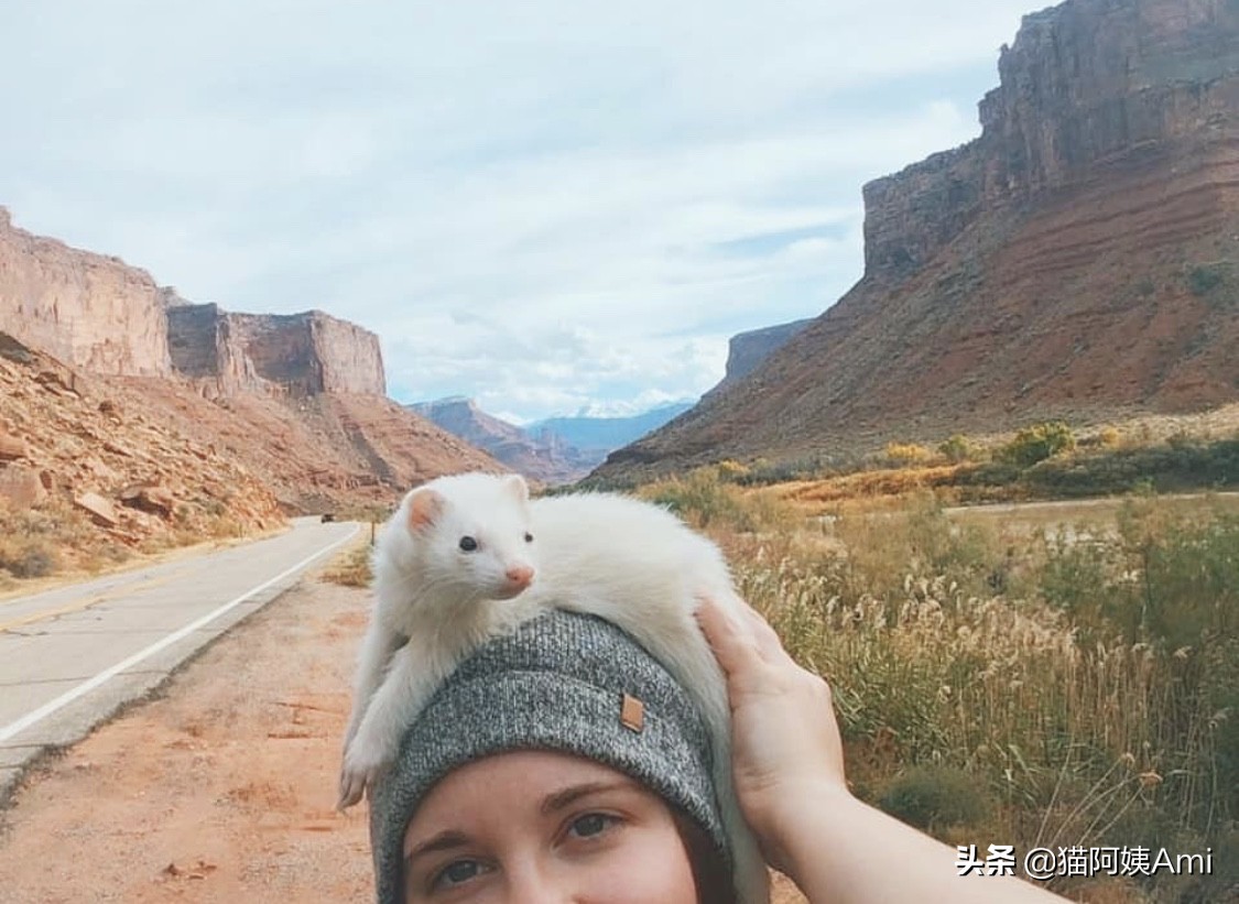 养只雪狐当宠物,宠物雪貂怎么养