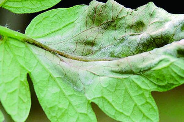 金钱树叶子长虫怎么治,金钱树虫害症状及防治