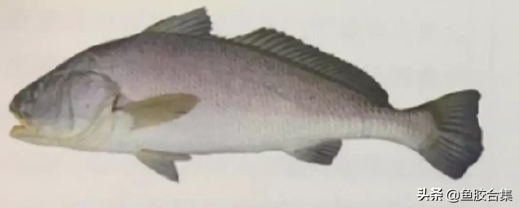 赤嘴鳘鱼鱼胶的功效和作用,赤嘴鱼胶的功效测评