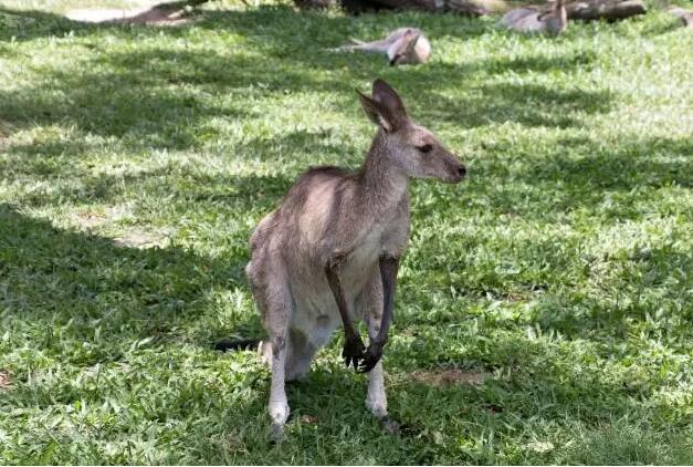 澳大利亚留学旅行攻略,布里斯班留学攻略