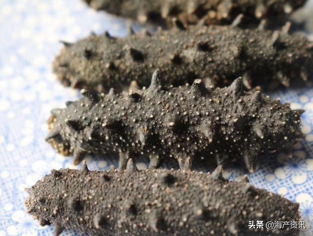 加拿大进口即食海参,加拿大即食海参500g6只左右