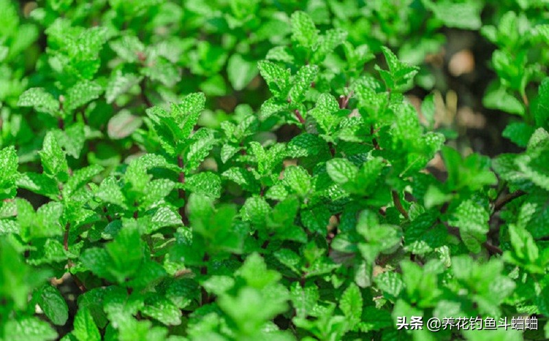 盆栽薄荷如何养护教程,盆栽薄荷播种注意事项