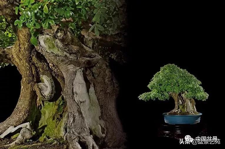 西泠印社砚台最高价拍卖记录,杭州西泠拍卖盆景