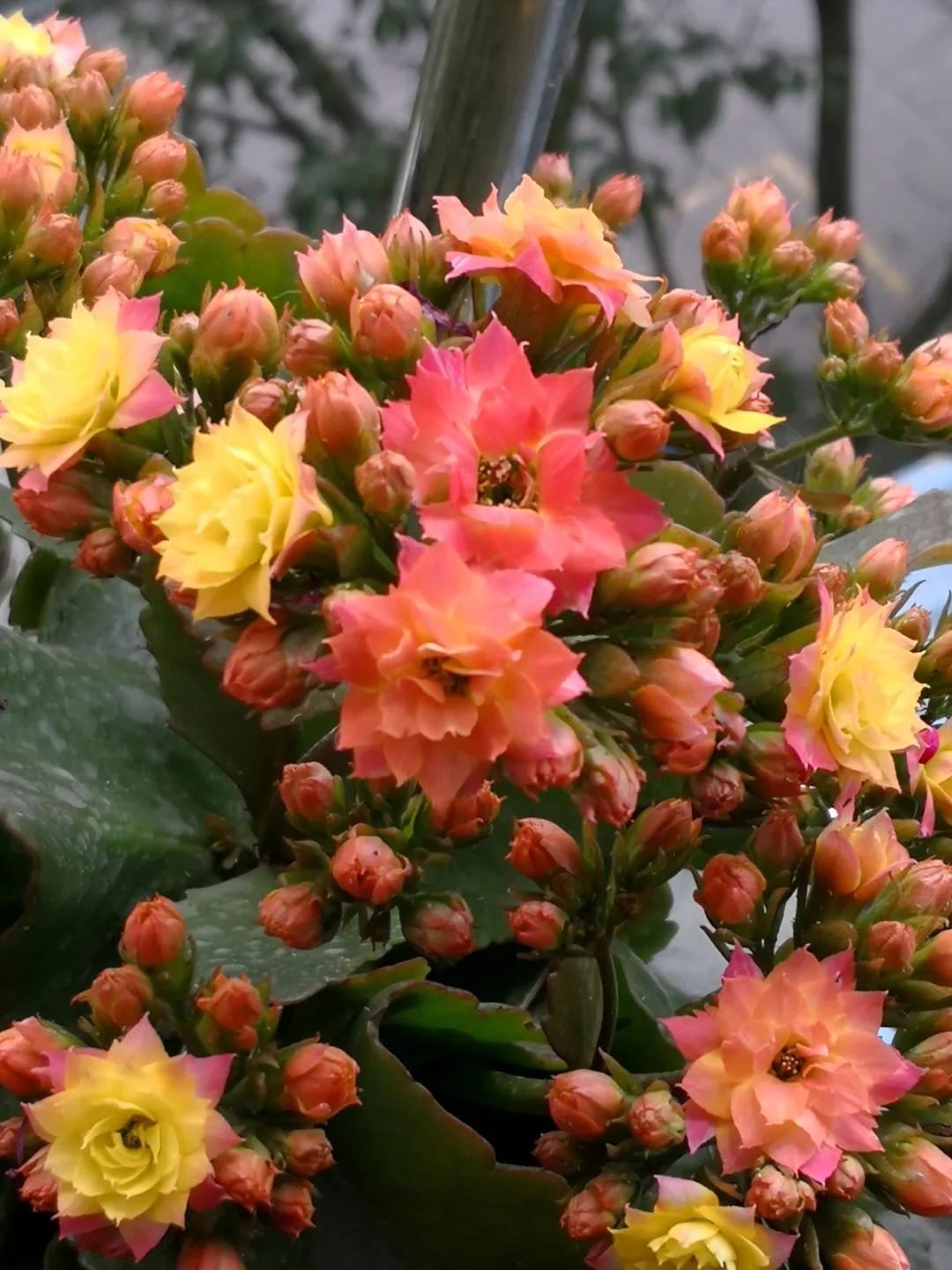 长寿花，寓意好、开花漂亮，花期长，品种多达300个