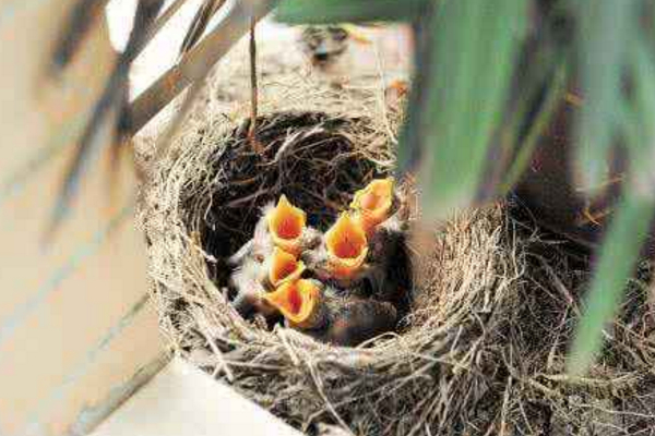 常见八哥有几个品种,八哥的分类