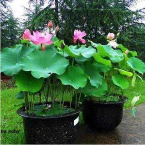 用大水缸种莲藕要几月份种植,水缸种莲藕注意事项