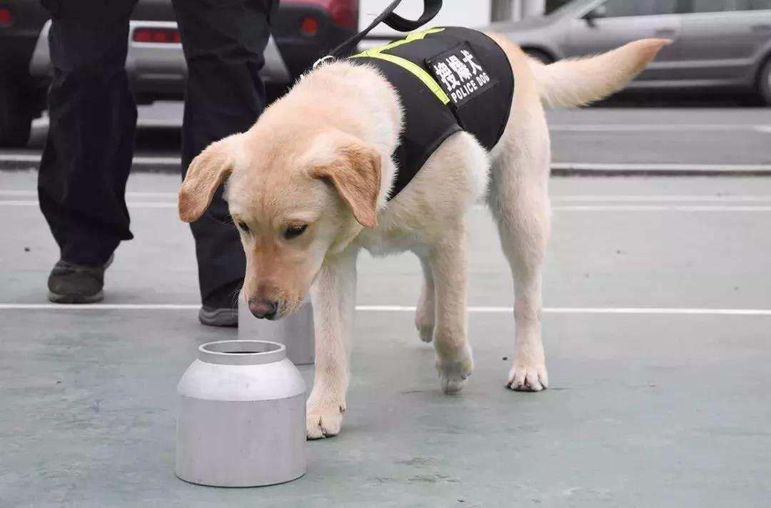 鼻子对人有多重要,鼻子对小狗鼻子会有安全感吗