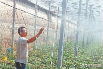 山东思远：“保姆式”服务让大棚蔬菜不愁卖
