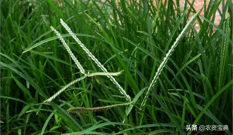 目前最全的除草剂讲解实用收藏版,目前最全的除草剂讲解赶紧收藏吧