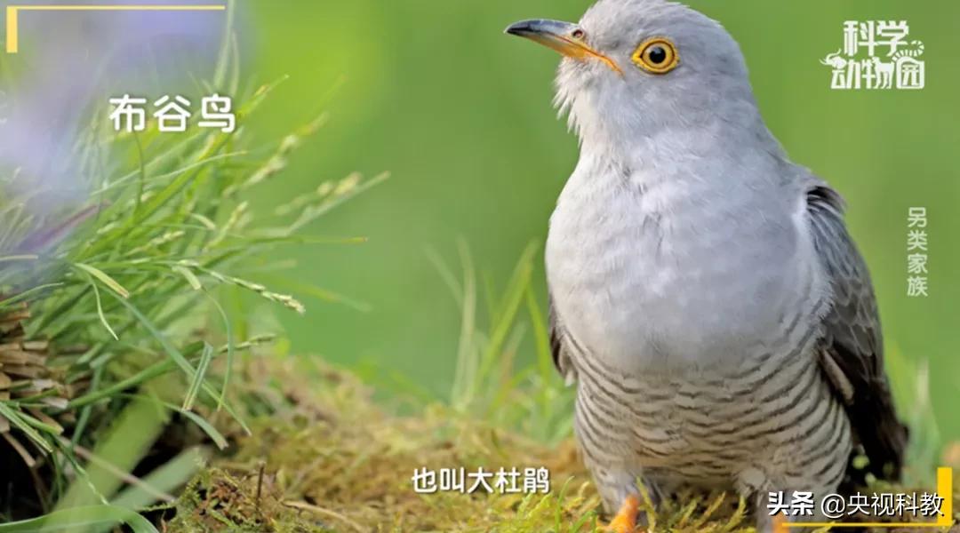 某些企鹅竟然偷东西成瘾，张腾岳一句话道破真相