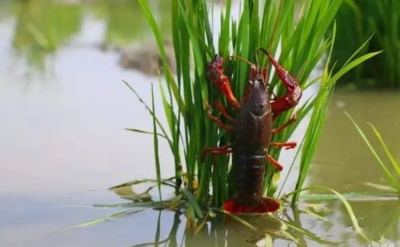 井水养殖龙虾,井水养殖淡水虾