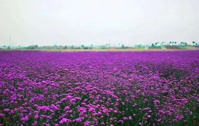 在上海拥有这样一个露台多幸福,在上海有一种温暖叫邻里互助