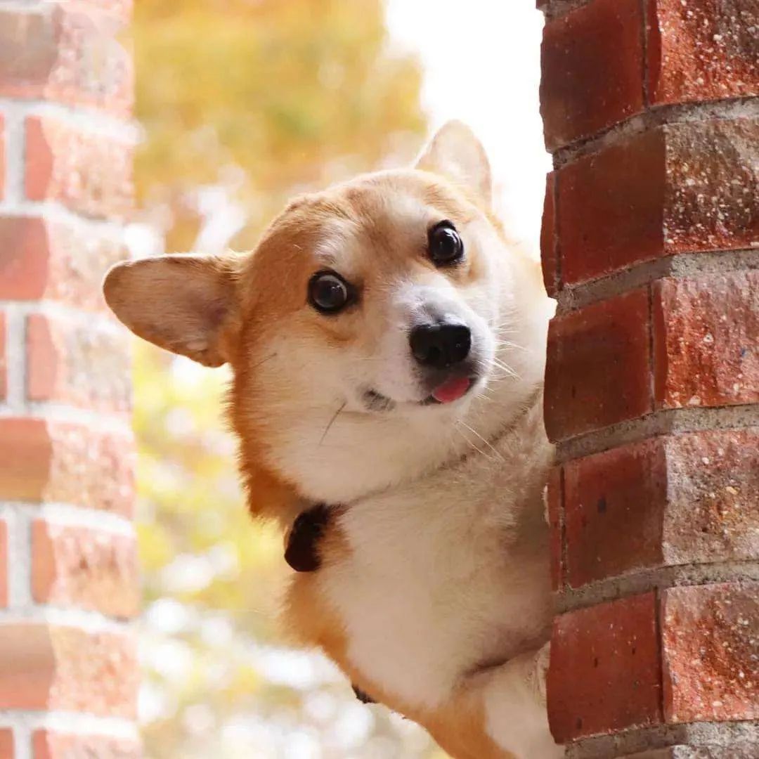 又到发情高峰期，主人忽视这些护理，小心疾病找上狗狗