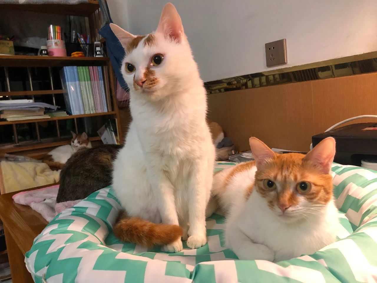 猫中暑怎么预防,猫中暑怎么缓解