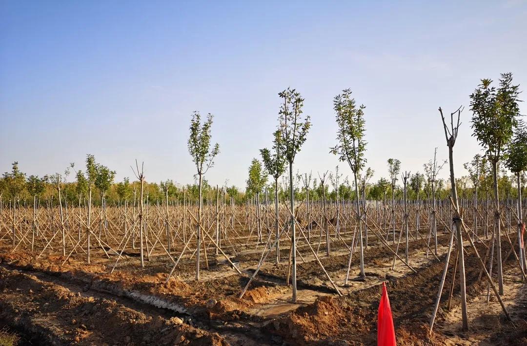 峰峰矿区哪个乡镇最好,峰峰美丽乡村都有哪些