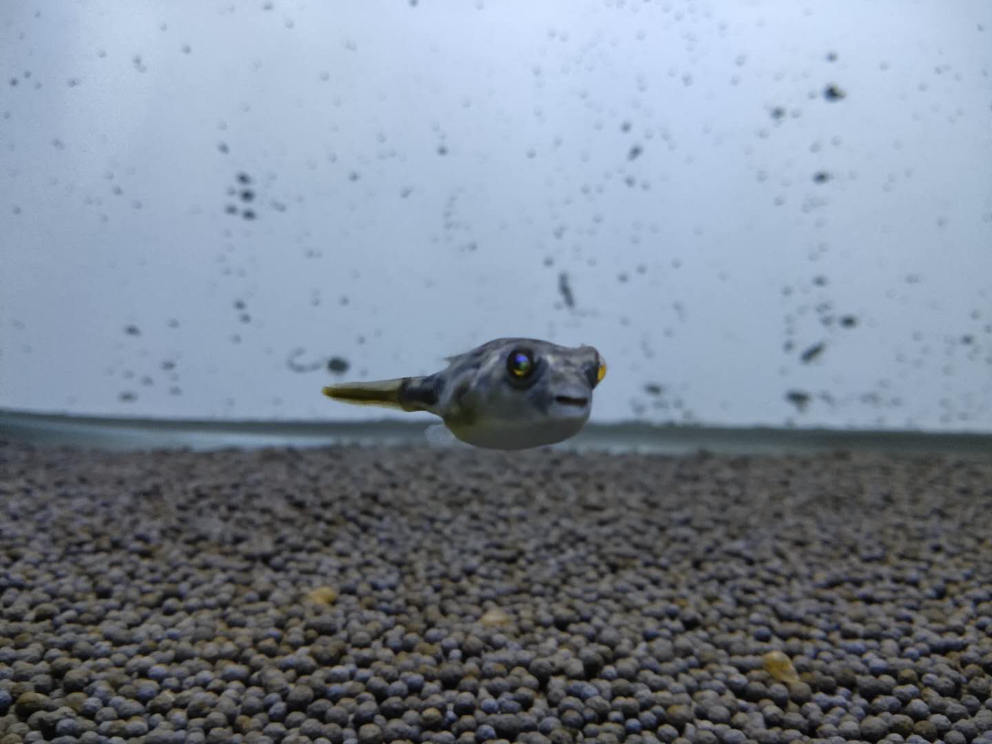 鱼缸换水后为什么还是很臭,鱼缸换水后鱼老是死