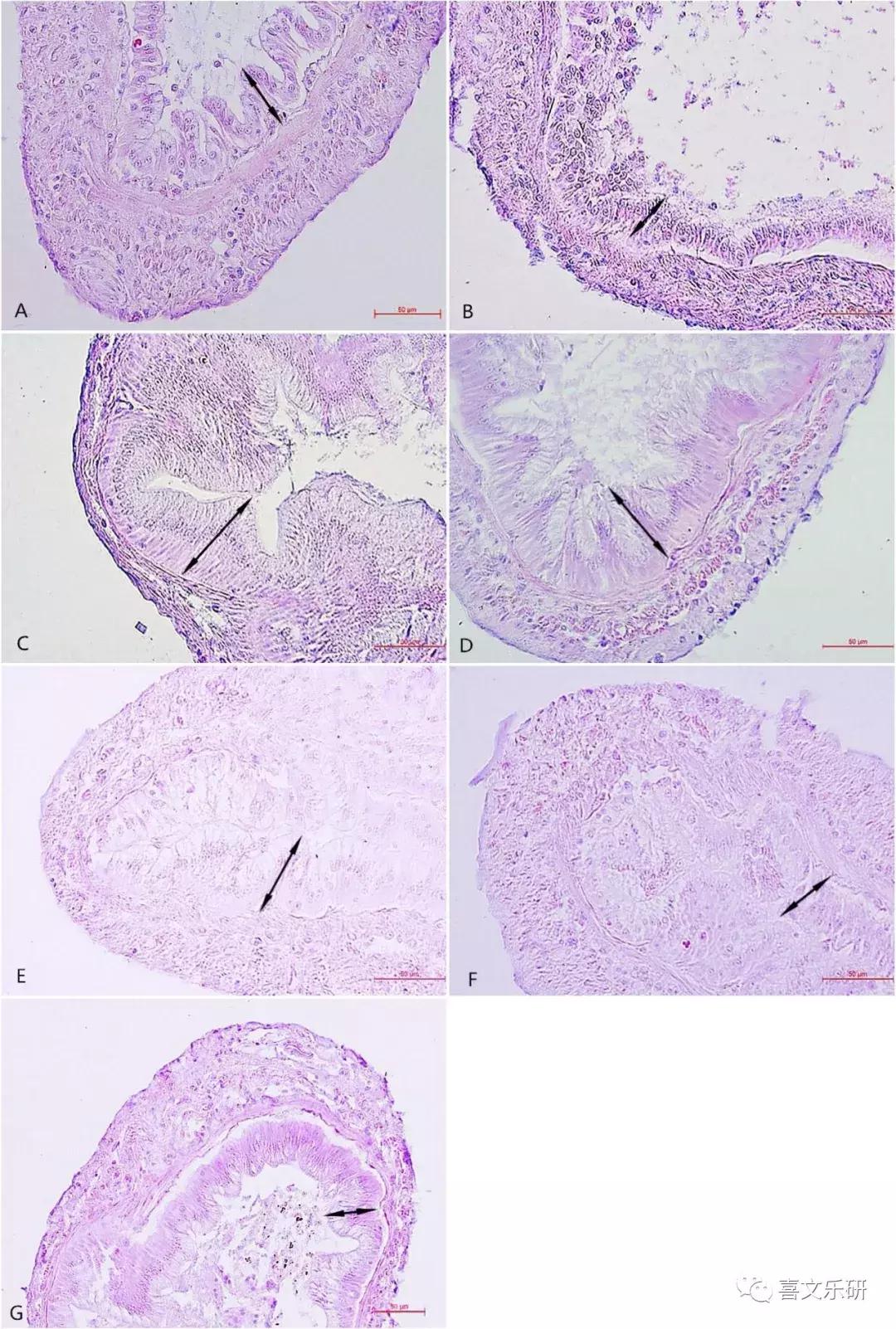 南美白对虾饲料增加,南美白对虾投喂饲料粗蛋白含量
