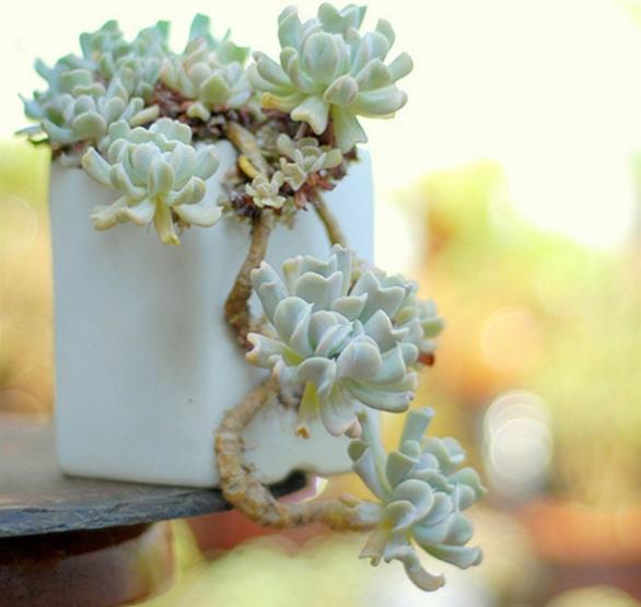 多肉早安图片大全,多肉大全100图