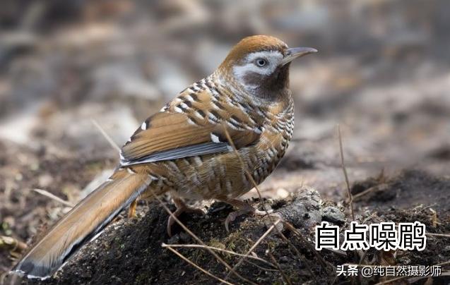 画眉品种有哪些,画眉科的鸟类大全