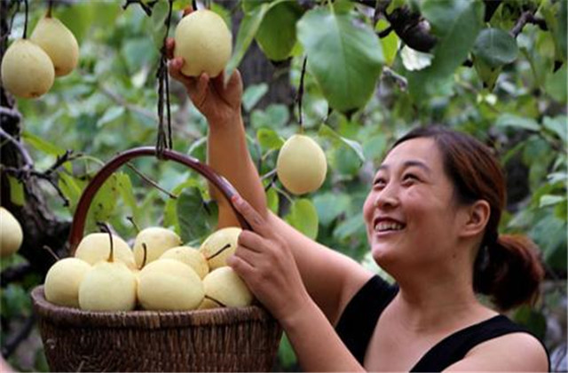 梨树常见的病虫害,梨树的病虫防治方法有哪些