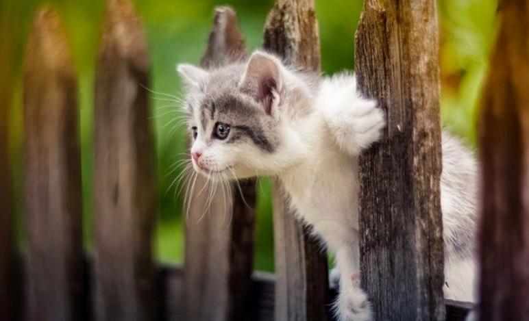 猫狗体外驱虫把虫驱到哪里去了,猫狗驱虫正确姿势