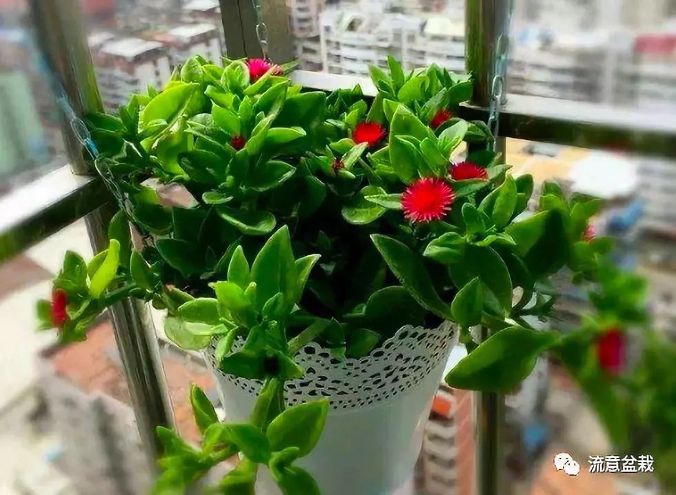 金鱼吊兰不开花教你几招花开满盆,金鱼吊兰用矮盆还是高盆合适