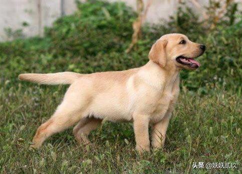 狗智商排名1至100金毛寻回犬,短毛小型犬最聪明的狗狗排行榜